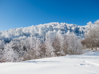 beautiful landscape trees with snow covered branches in the forest and blue sky in winter