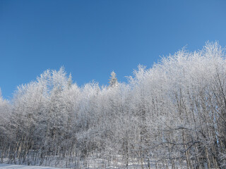 beautiful landscape trees with snow covered branches in the forest and blue sky in winter