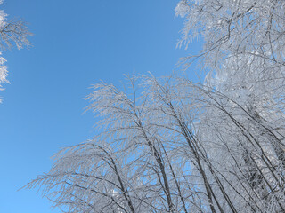 beautiful landscape trees with snow covered branches in the forest and blue sky in winter