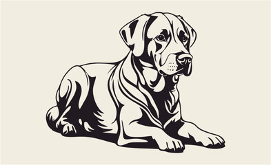 labrador retriever