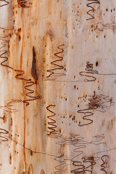 Scribbly gum tree back with textures on trunk