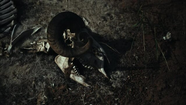 Skull and scattered bones of a dead rotting goat carcass laying on the ground at night