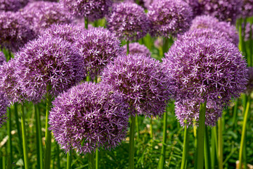 Blooming purple decorative onion in a flowerbed in the park.