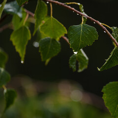LEAVES - Wet dew morning in the birch forest
