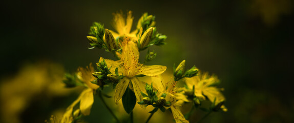 St JONS WORT - Flowering herbs in a sunny meadow
