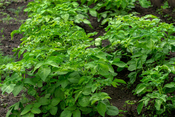 Young green potato bush in a garden bed.