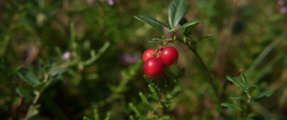 Obraz premium RED BERRIES - Fruits of the forest undergrowth in autumn 