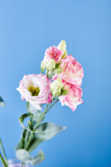 Bouquet of Eustoma, commonly known as lisianthus, prairie gentian or texas bluebell