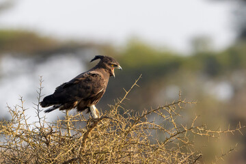 Long-crested eagle (Lophaetus occipitalis), sitting on acacia tree, Ngorongoro conservation area, Tanzania, Africa.