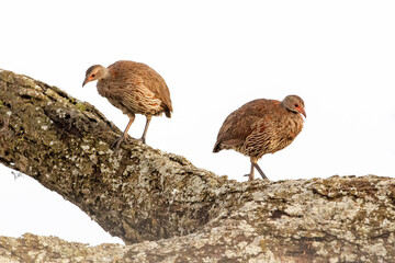 Two Red-necked spurfowl (Francolinus afer) walking on tree branch, Ngorongoro conservation area, Tanzania, Africa.