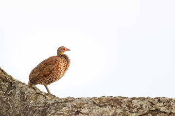 Red-necked spurfowl (Francolinus afer) standing on tree branch, Ngorongoro conservation area, Tanzania, Africa.