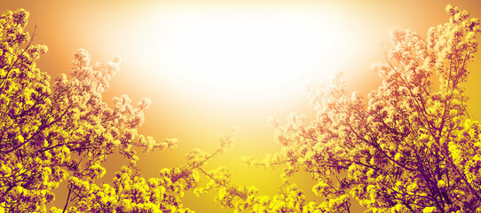 Wide banner with colorful cherry blossoms, pastel coloring, spring sunny day. Springtime atmospheric mood. Vintage toned