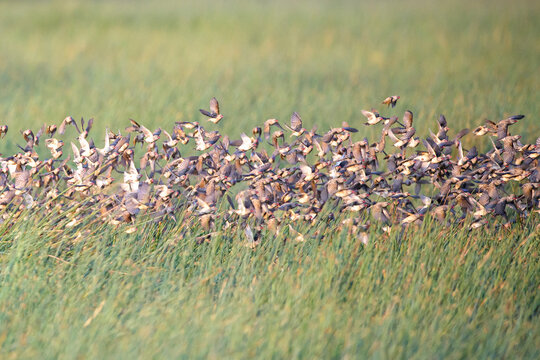 Flock of red-billed Queleas (Quelea quelea) flying in and over the marsh, Ndutu, Ngorongoro conservation area, Tanzania, Africa.