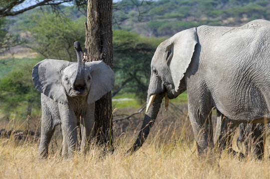 African elephant (Loxodonta africana) baby, playing tree on savanna, Ngorongoro conservation area, Tanzania, Africa.