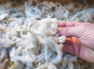 Mature mans hand touching a lock of freshly sheared wool © WH_Pics