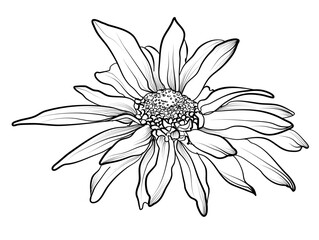 hand drawing of a chrysanthemum flower vector illustration
