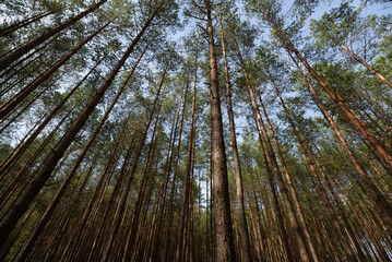 FOREST - Pine landscape in the sunlight