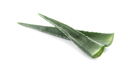 Fototapeta premium Green aloe vera leaves isolated on white