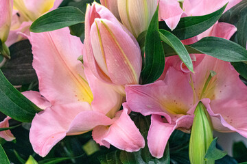 A huge bouquet of pink lilies with green leaves in a store.