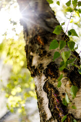 The trunk of an old birch tree with cracked white bark. The sun's rays. Close-up