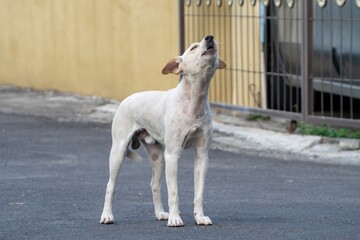 Adorable white dog barking on the street in the morning