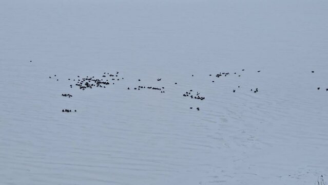 Flock of starling birds on the frozen lake flying around in search of food