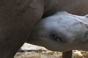 Obraz premium Potro mamando