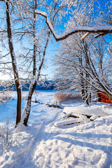 winter landscape with trees