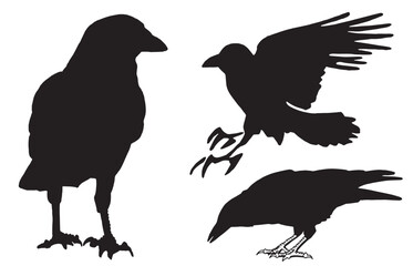 Ink pen vector set of silhouettes of crows isolated on white background. Elements for design,tattoo and printing