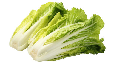 Discovering the Delicate Flavors of Napa Cabbage on White or PNG Transparent Background