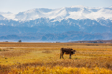 milk cow grazing in front of mountains sunny autumn afternoon.