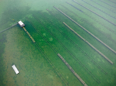 Aerial view of an oyster farm in a shallow bay