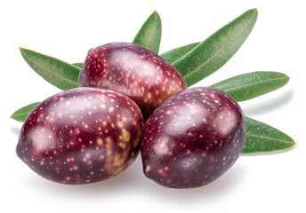 Semi-ripe olive berries on olive twig on white background.