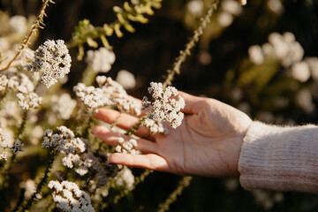Hand cupping a white fynbos flower in nature