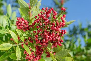 Fresh pink peppercorns on peruvian pepper tree branch. Blue sky at the background.