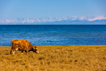 one yellow milk cow grazing on shore of mountain lake at sunny autumn afternoon