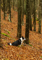 Naklejka na ściany i meble Photograph of a Border Collie dog in a beech forest. Fallen leaves on the ground.
