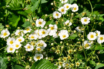 A bed of garden strawberries with white flowers.