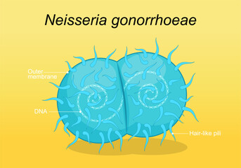 Neisseria gonorrhoeae pathogen bacteria. - obrazy, fototapety, plakaty