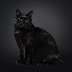 Gorgeous black tailles Manx cat, sitting up side ways. Looking towards camera with green eyes. Isolated on a black background.