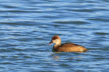 Red-crested pochard, Netta rufina, female