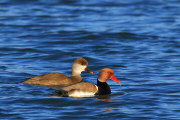 Red-crested Pochards, pair of ducks swimming on the lake