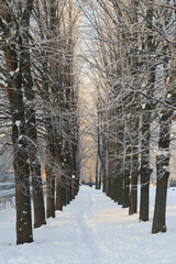 Winter landscape with an alley and a path through the snow in the park.