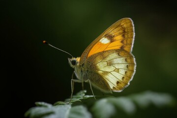 A solitary butterfly with translucent wings. Generative AI