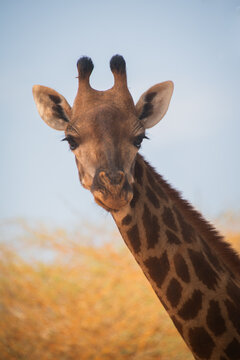 close up portrait of elegant giraffe in the wild on safari in Africa