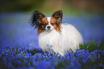 beautiful papillon dog standing on a field with siberian squill flowers