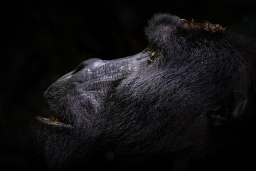 Close-up profile of a mountain gorilla face in contemplative repose with a dark shadowy background highlighting its features