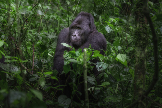 A mountain gorilla calmly sits amidst the lush greenery of Bwindi Impenetrable Forest its gaze fixed thoughtfully in the distance