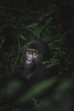 A mountain gorilla with pensive eyes emerges from the dark greenery of the Bwindi Impenetrable Forest