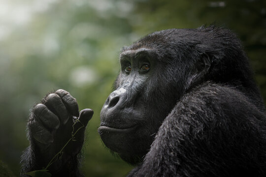 A mountain gorilla examines a small twig its gaze reflective amid the misty backdrop of Bwindi lush forest